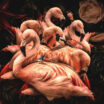 glasschilderij-flamingo